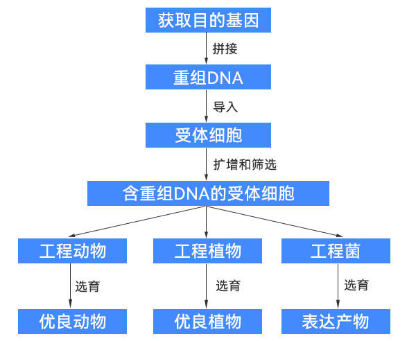 基因工程過(guò)程示意圖 基因工程過(guò)程示意圖