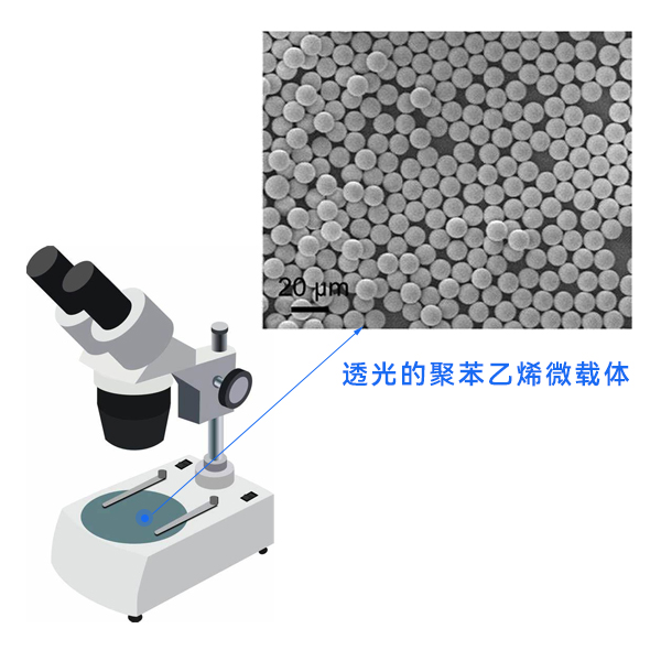 顯微鏡下的聚苯乙烯微載體