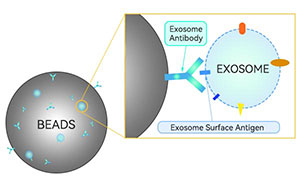 磁珠捕獲法 磁珠捕獲法